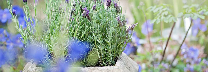 Lavendel in einem Topf